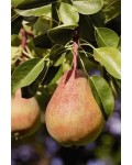 Груша ‘Легенда Карпат’|Pyrus communis ‘Legenda Karpat’|Груша ‘Легенда Карпат’